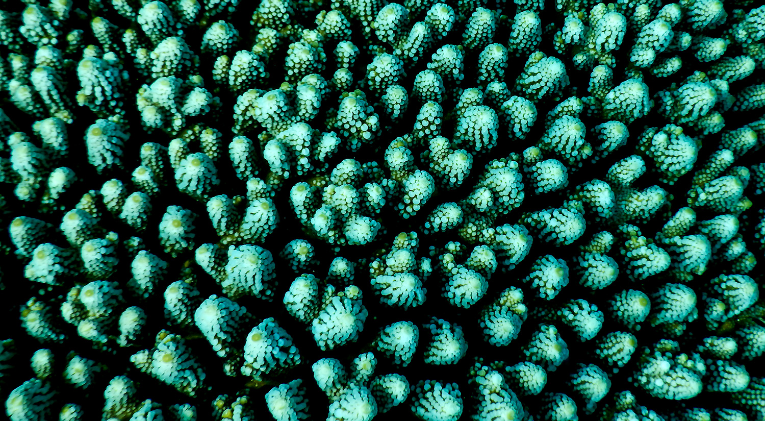 Corals