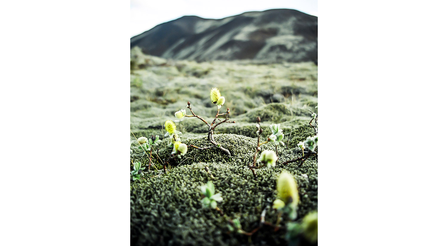 Thingvellir